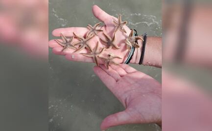 Encuentran miles de estrellas de mar en playas de Carolina del Sur  