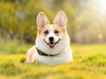 Revelan los nombres más populares para perros en EU durante 2022