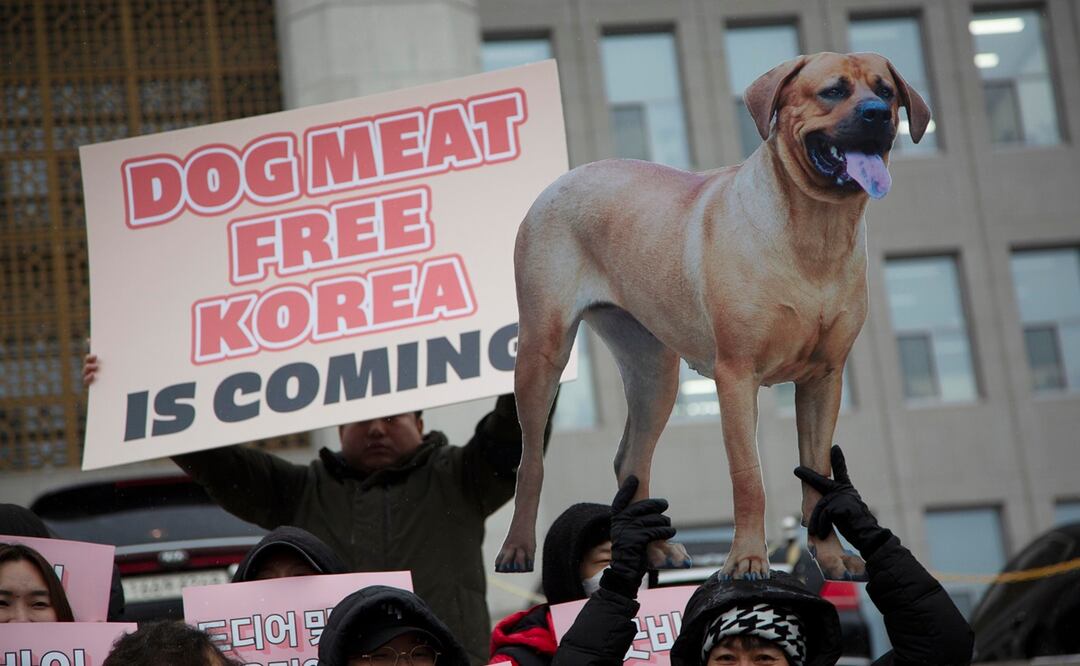 Corea del Sur prohíbe el consume de carne de perro, pero varios países asiáticos lo siguen haciendo. Foto: EFE