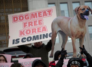Corea del Sur prohíbe el consume de carne de perro, pero varios países asiáticos lo siguen haciendo