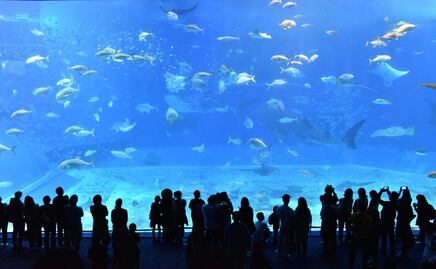 Los 5 mejores acuarios para conocer en Estados Unidos: Caminarás bajo tiburones gigantes