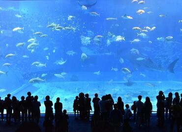 Los 5 mejores acuarios para conocer en Estados Unidos: Caminarás bajo tiburones gigantes