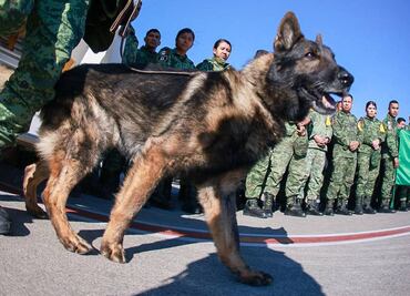 Proteo, el perro del Ejército mexicano que murió en tareas de rescate en Turquía