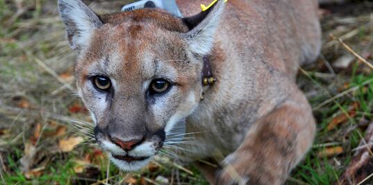 Capturan a puma que rondaba calles del sur de California