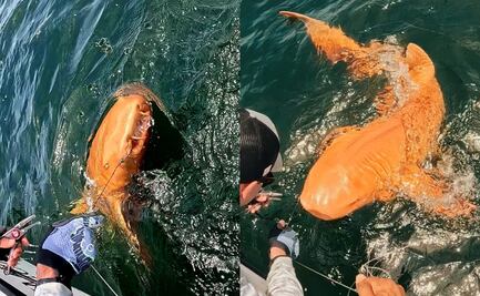 ¡Aterrador! Descubren extraño tiburón naranja con ojos blancos en Costa Rica: así luce