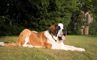 Las razas de perros más tranquilas para tener en casa