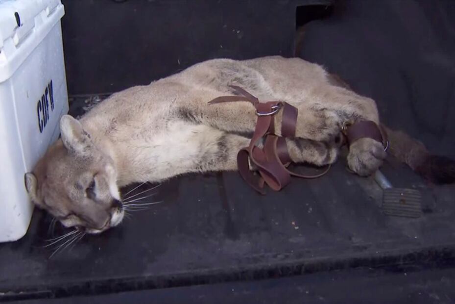 Capturan a puma que rondaba calles del sur de California