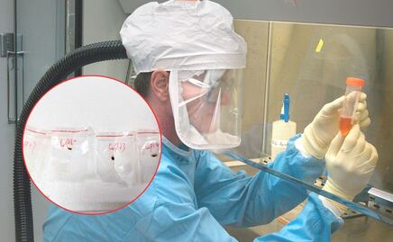 ¡Alerta por agroterrorismo! EU acusa a dos chinos por ingresar hongo tóxico ¿Qué tan letal puede ser?