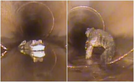 Terror subterráneo. Hallan caimán de 1.5 metros en alcantarilla de Florida