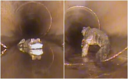 Terror subterráneo. Hallan caimán de 1.5 metros en alcantarilla de Florida