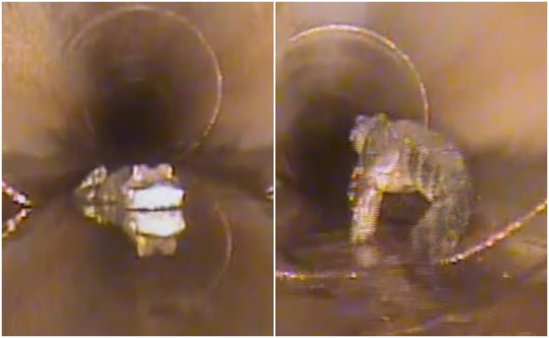 Enorme caimán en alcantarillas genera pánico en Florida. Foto: Facebook