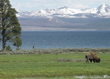 Encarcelan y multan a turista que acudió a Yellowstone ebrio