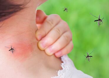 Alertan por casos del virus del Nilo Occidental transmitido por mosquitos. ¿Cuáles son los síntomas?