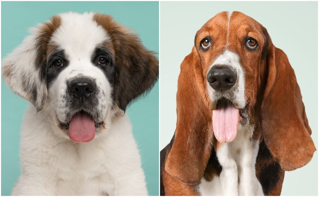 9 razas de perros tranquilas para tener en casa. Foto: iSTOCK-MirasWonderland-artisteer