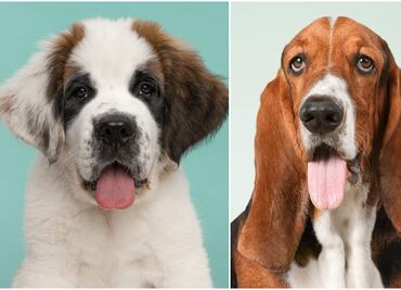 9 razas de perros tranquilas para tener en casa, según expertos
