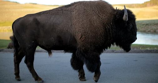 Bisonte embiste y hiere a niña de 9 años en Yellowstone
