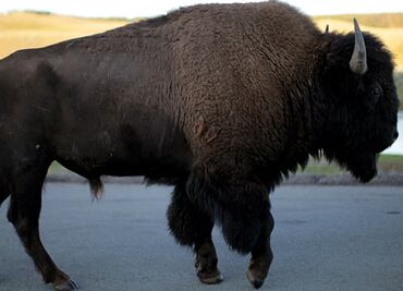 Bisonte embiste y hiere a niña de 9 años en Yellowstone