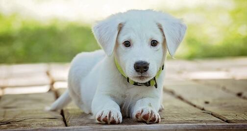Una mascota te ayudará a envejecer mejor, según estudio