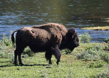Bisonte embiste a mujer en Yellowstone; suman dos ataques en una semana