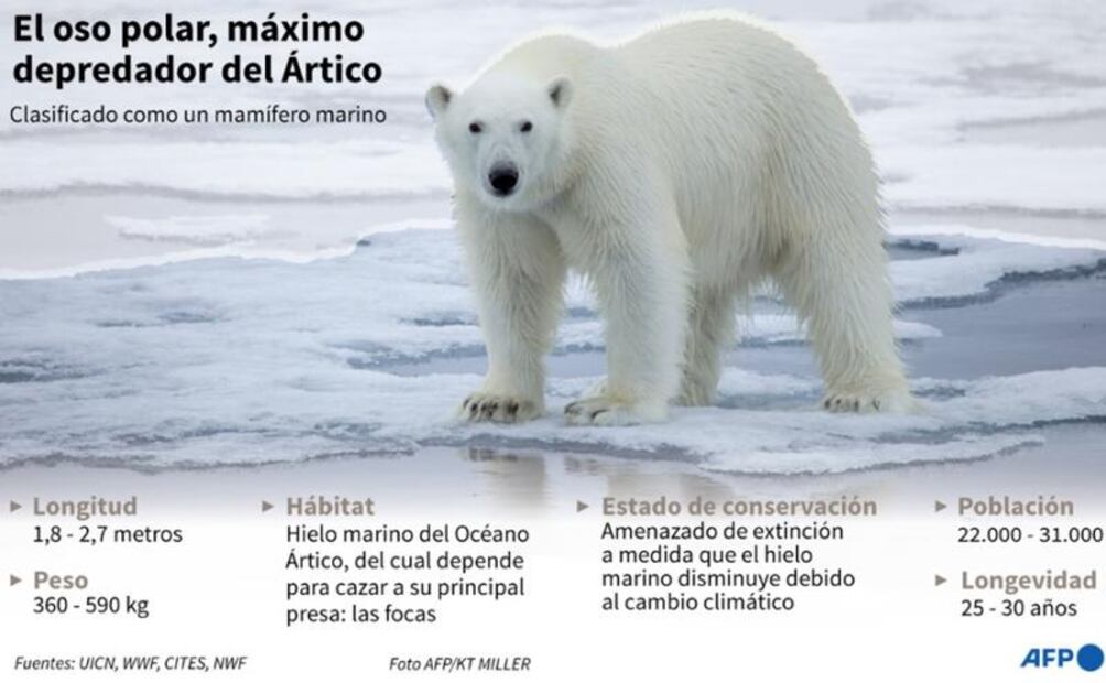 Osos polares podrían desaparecer antes de 2100 por calentamiento global