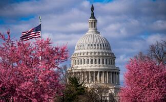 ¿Dónde y cuándo ver el Festival Nacional de los Cerezos 2022?