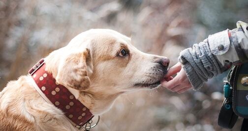 How I Met My Dog, el sitio para encontrar al perro ideal