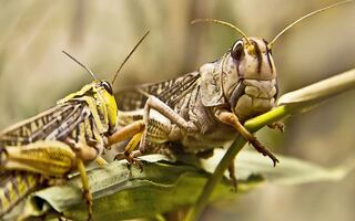 Saltamontes 'voraces' invaden el oeste de Estados Unidos por la sequía