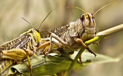 Saltamontes 'voraces' invaden el oeste de Estados Unidos por la sequía