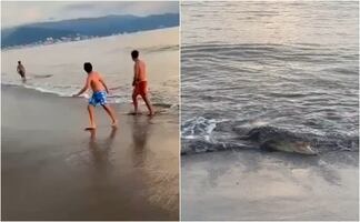 ¡Alerta en Puerto Vallarta! Vacacionistas vivieron momentos de terror por un cocodrilo que apareció en plena playa. VIDEO 