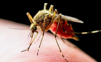 Estados Unidos prueba la primera vacuna contra el chikungunya