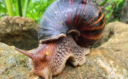 Invasión de caracoles africanos gigantes provoca cuarentena en condado de Florida 