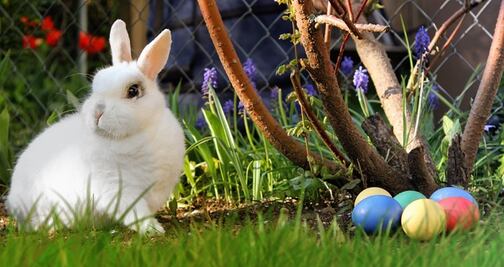 8 datos curiosos sobre el conejo de Pascua