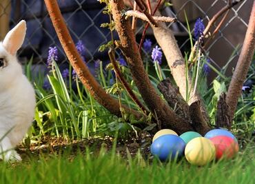 8 datos curiosos sobre el conejo de Pascua
