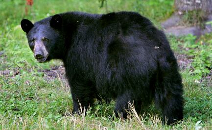Turista sube video a TikTok alimentando a oso; enfrentaría cárcel