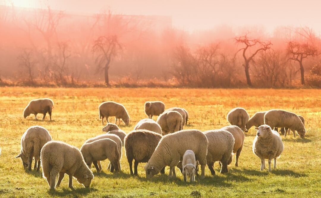 Ganado de ovejas. Foto: Pixabay