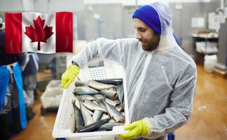 Canadá busca mexicanos para trabajar por $30,000; con secundaria y sin inglés 