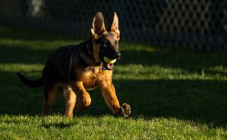 Escándalo en la Casa Blanca: el perro de Biden muerde a agentes del Servicio Secreto