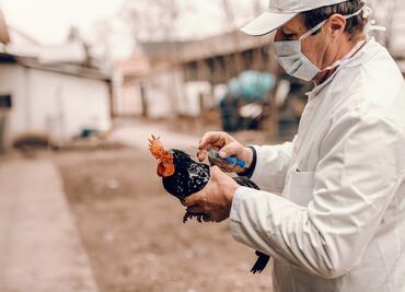 Alerta en Nueva York por gripe aviar: Cierran mercados de aves tras detectar varios casos