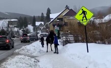 Alce patea a mujer cuando trataba de acariciarlo en Colorado