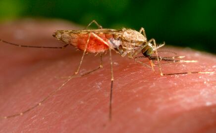 Estados Unidos emite alerta por casos de transmisión local de malaria en Florida y Texas