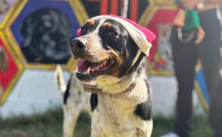 Multas de tránsito podrán pagarse con paseos de perritos en la CDMX. ¿Cómo inscribirse?