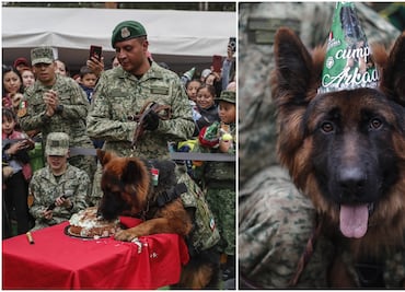 Ejército mexicano celebra el primer cumpleaños de Arkadas, perro rescatista donado por Turquía