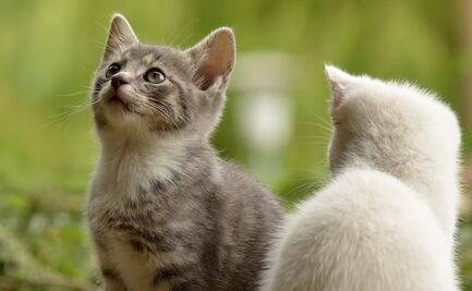 Los gatos pueden ubicar a sus dueños usando señales de audio: estudio