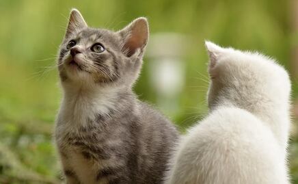 Los gatos pueden ubicar a sus dueños usando señales de audio: estudio