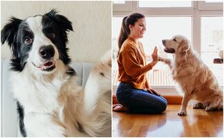8 razas de perros más fáciles de entrenar, según expertos en crianza y cuidado