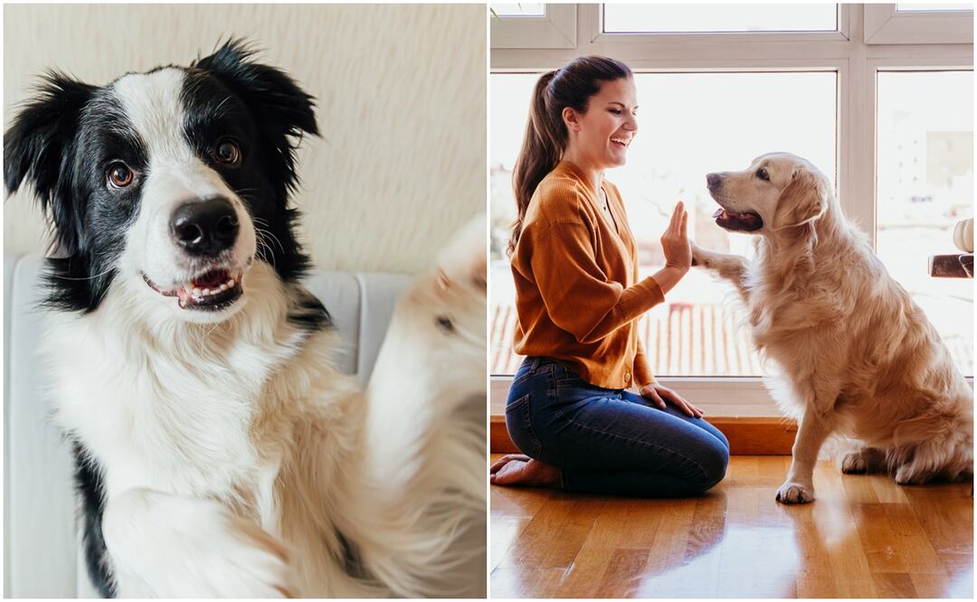 8 razas de perros más fáciles de entrenar, según expertos en crianza y cuidado. Foto: iSTOCK-Iuliia Zavalishina-Eva Blanco