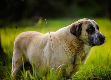 Guinness suspende título a Bobi, el perro más viejo del mundo ante dudas sobre su edad