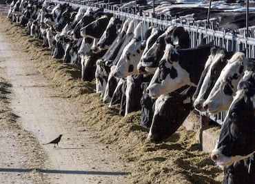 ¡Alerta en Texas y Kansas! Leche de vacas lecheras da positivo a gripe aviar. ¿Hay riesgo para los consumidores?