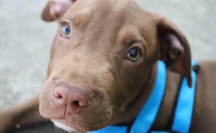 Encuentran a cachorro de pitbull que fue tirado a la basura en Ohio 