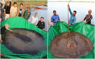 ¡Insólito! Capturan el pez de agua dulce más grande registrado en el mundo